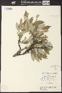 Salix glauca image