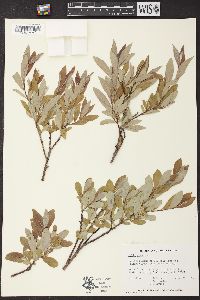 Salix glauca image