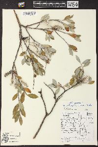 Salix glauca image