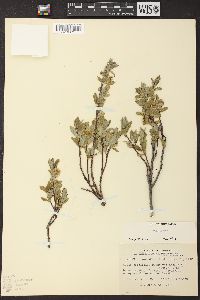 Salix glauca image