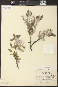 Salix glauca image