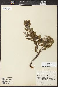 Salix glauca image