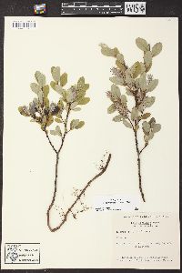 Salix glauca image