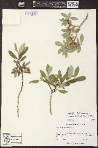 Salix glauca image