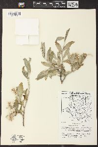 Salix glauca image