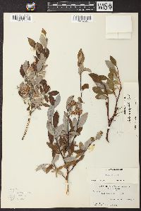 Salix glauca image