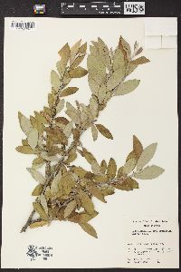 Salix glauca subsp. acutifolia image