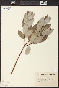 Salix glaucophylla image
