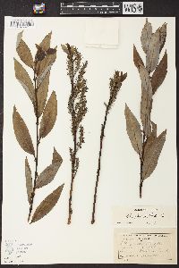 Salix glaucophylloides image