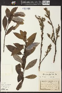 Salix glaucophylloides image