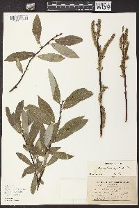 Salix glaucophylloides image