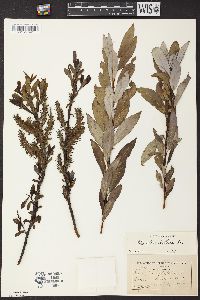 Salix glaucophylloides image