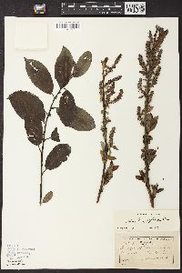 Salix glaucophylloides image