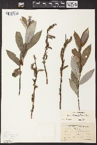 Salix glaucophylloides image