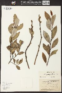 Salix glaucophylloides image