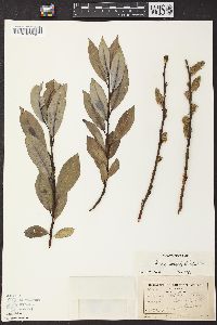 Salix glaucophylloides image