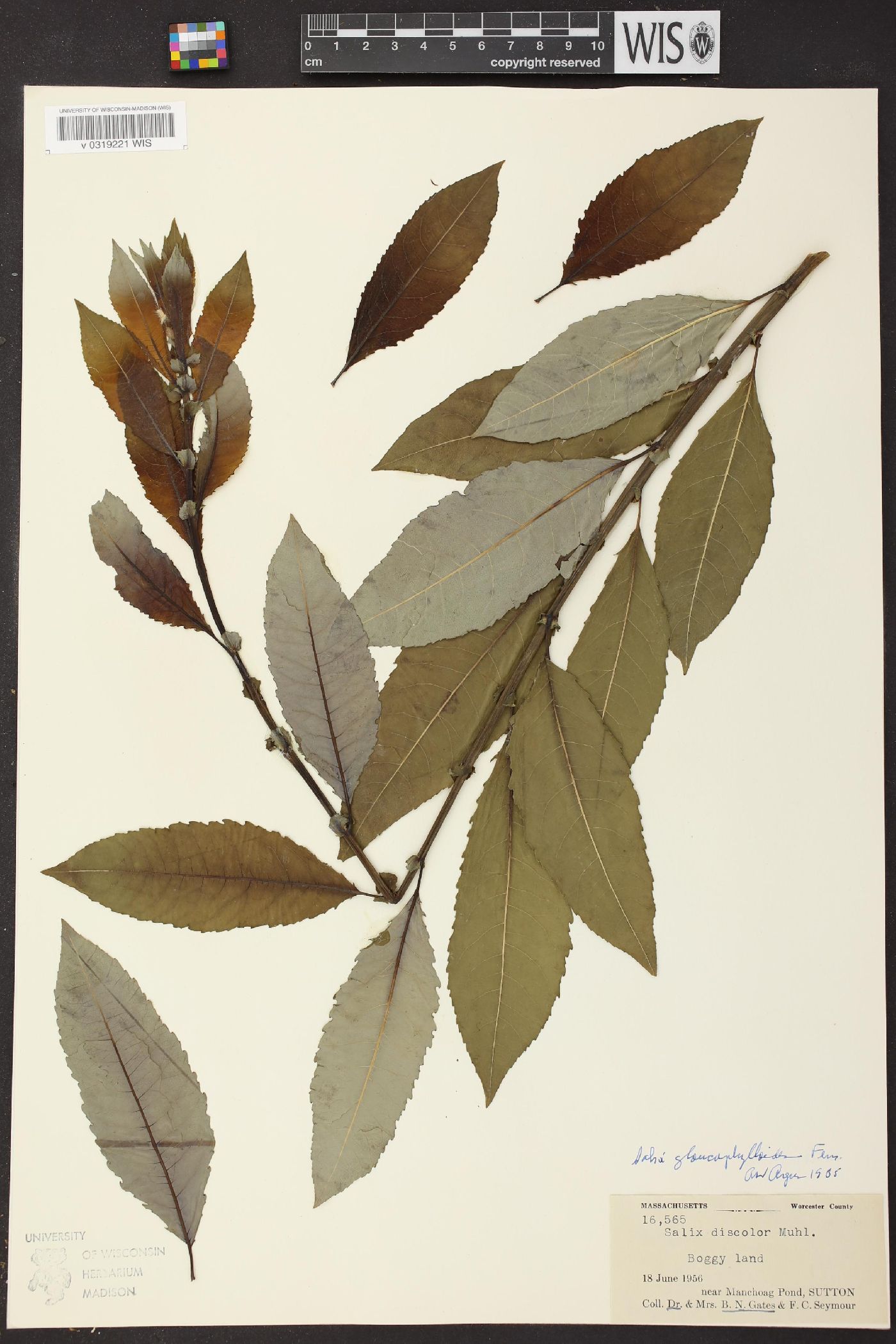 Salix glaucophylloides image