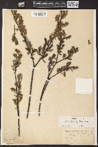 Salix glaucophylloides image