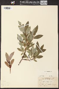 Salix glaucophylloides image