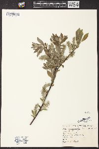 Salix glaucophylloides image