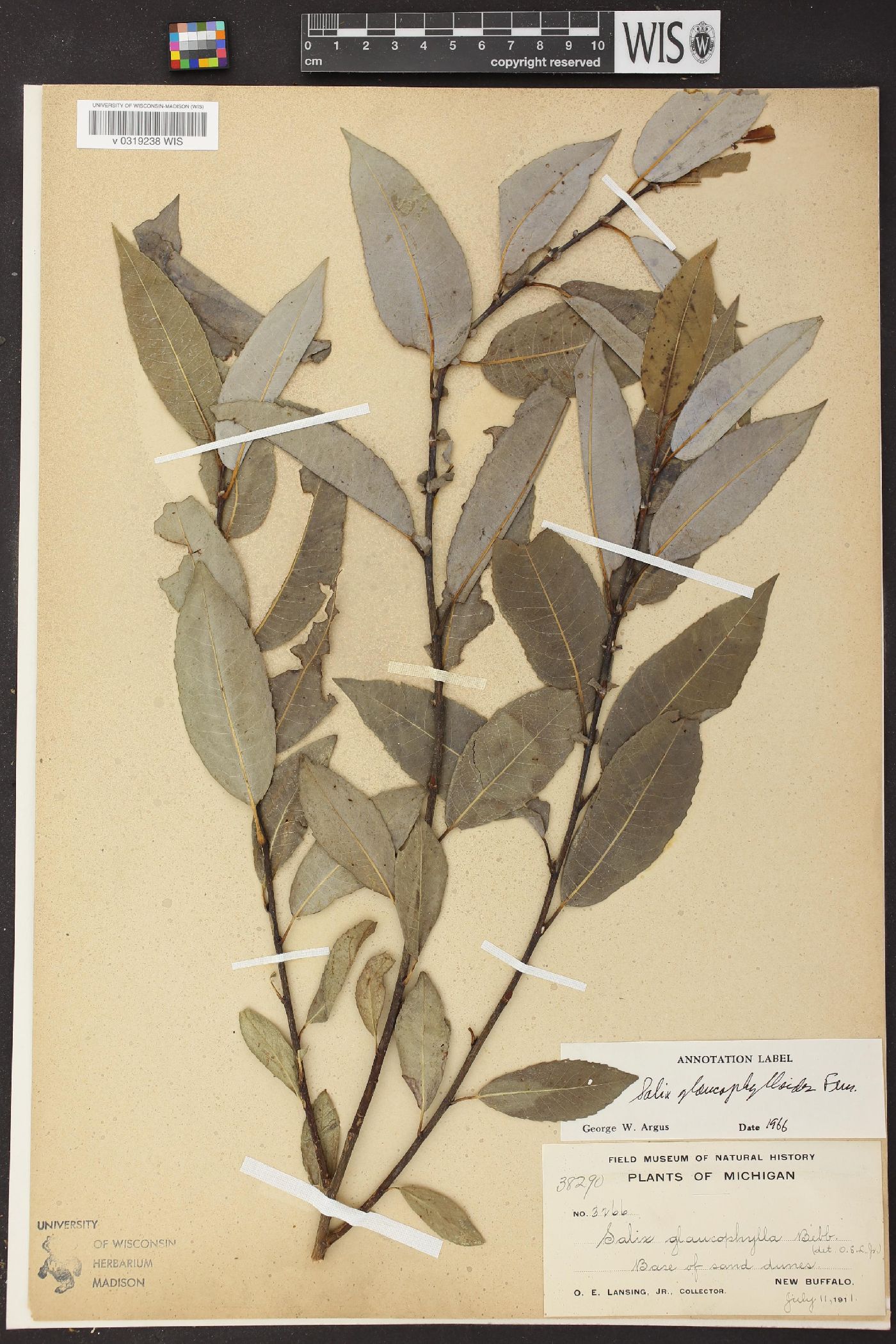 Salix glaucophylloides image