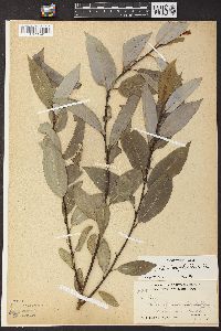 Salix glaucophylloides image