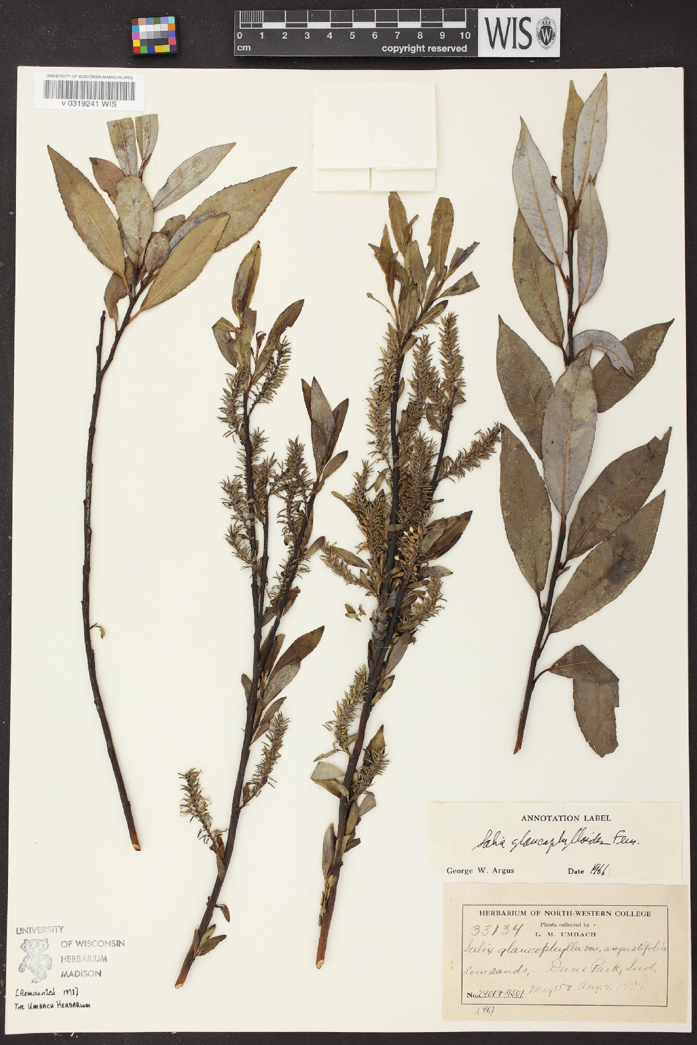 Salix glaucophylloides image