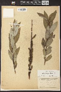 Salix glaucophylloides image