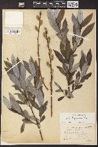 Salix glaucophylloides image