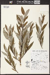 Salix glaucophylloides image