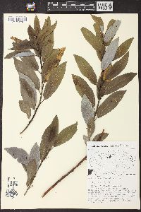 Salix glaucophylloides image