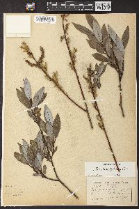 Salix glaucophylloides image