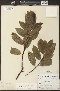 Salix glaucophylloides image