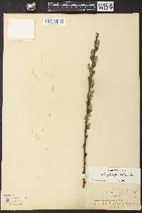 Salix glaucophylloides image