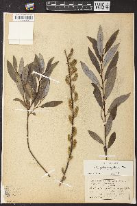 Salix glaucophylloides image