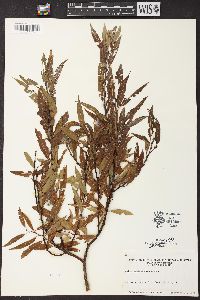 Salix gracilis image