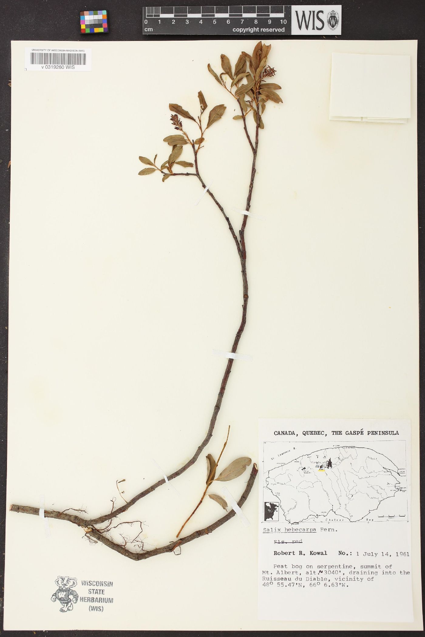 Salix hebecarpa image