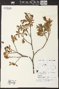 Salix hebecarpa image