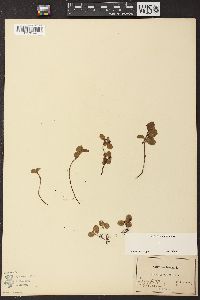 Salix herbacea image