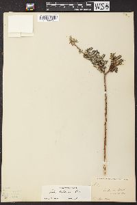 Salix hookeriana image