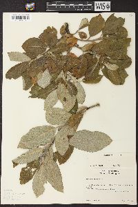 Salix hookeriana image