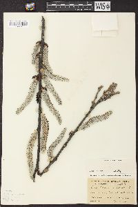 Salix hookeriana image