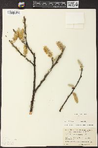 Salix hookeriana image