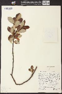 Salix hookeriana image