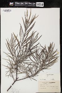 Salix incana image