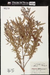 Salix interior image