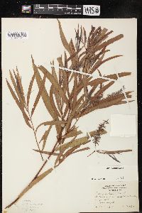 Salix interior image