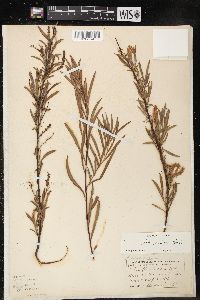 Salix interior image