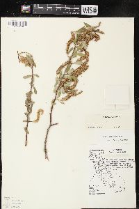 Salix laevigata image