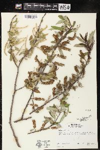 Salix laevigata image